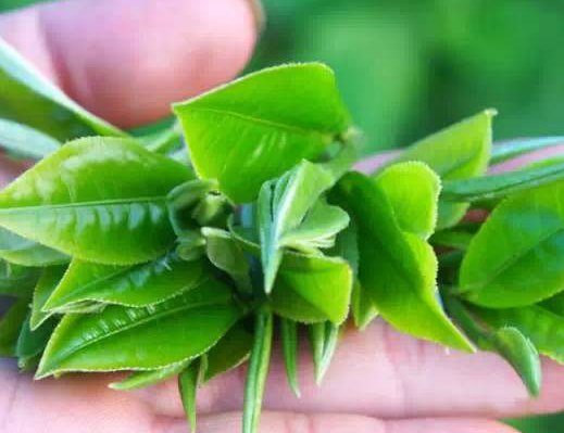 缅甸小叶种茶怎么种的呢？