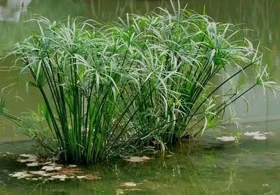 鱼缸怎么种水竹？
