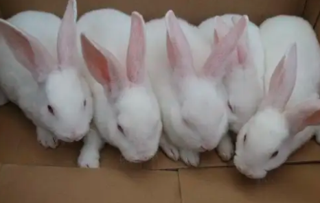 獭兔养殖的效益有多少？