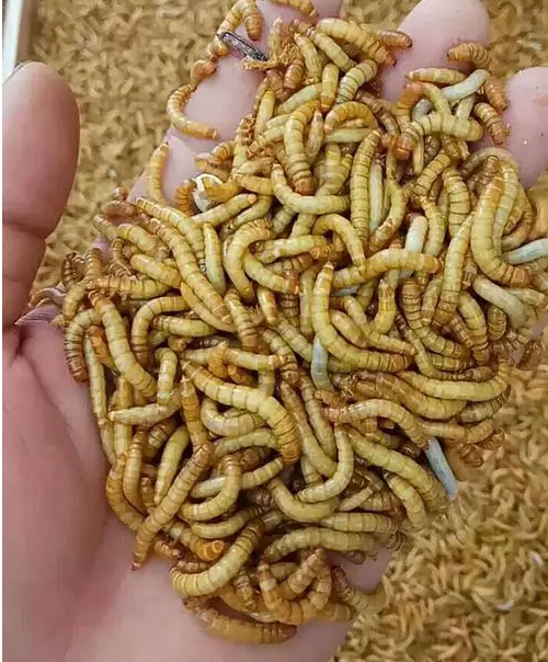 养黄粉虫赚钱吗？