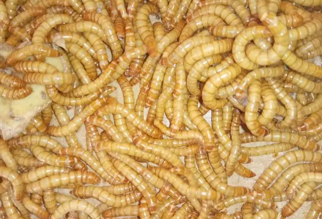 黄粉虫养殖技术培训有哪些？