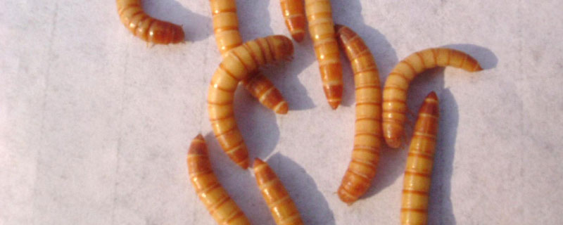 黄粉虫销路好吗？