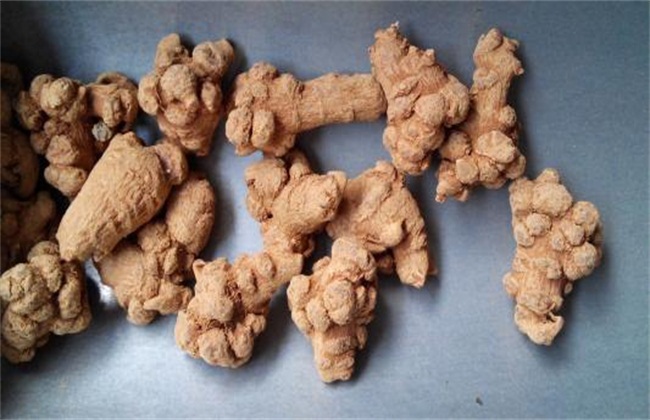 三七的种植利润如何?