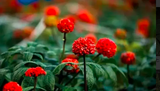 三七规模化种植成本要多少？