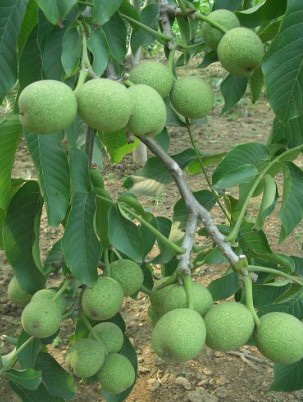 山核桃的种植前景如何？