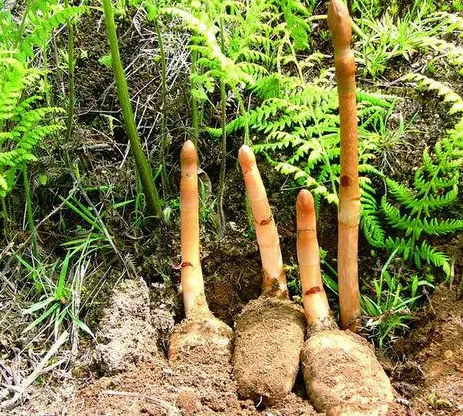 天麻的市场前景如何？
