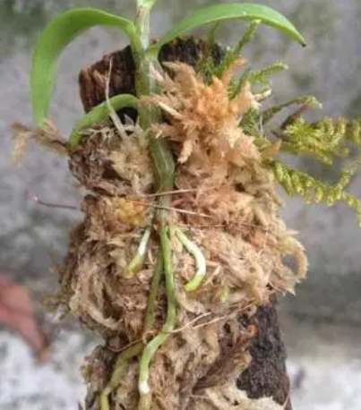 石斛种植成本利润如何？
