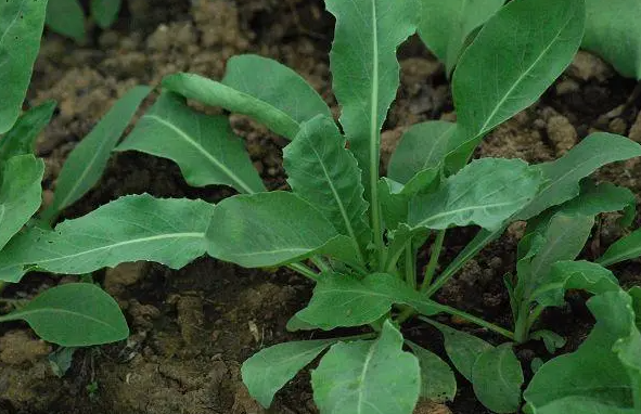 板蓝根的种植方法难度产量及价格