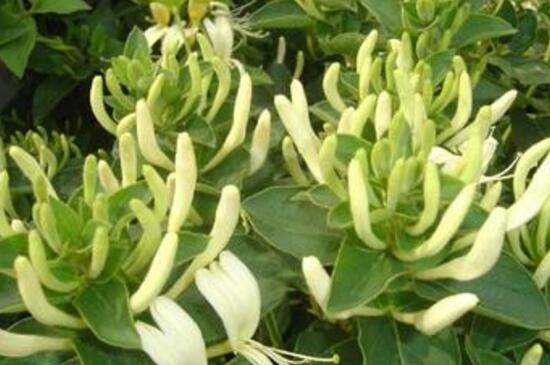 金银花种植一亩地收益如何？