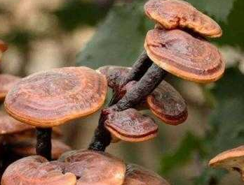 种植灵芝的成本和利润如何？