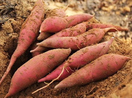 100亩红薯种植成本是多少？