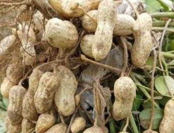 2023种花生赚钱吗？