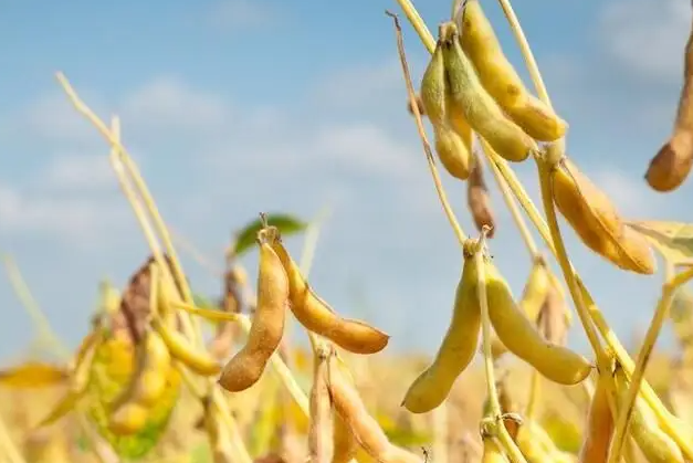 大豆种植需要多少成本？
