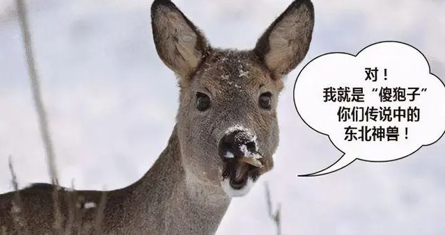 狍子养殖前景怎么样？