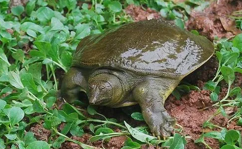 甲鱼养殖成本和利润如何？
