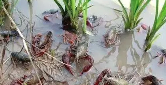 小龙虾好不好养殖？