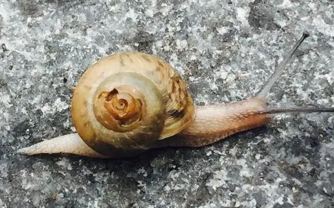 蜗牛的销路好不好？