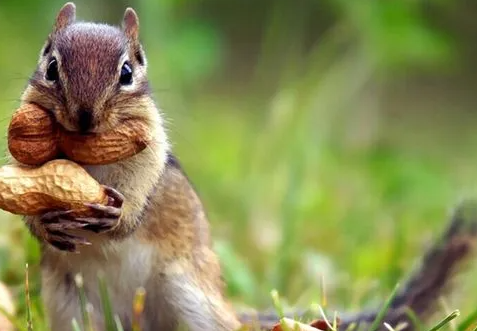 养殖松鼠有利润么？