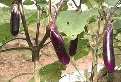 茄子越冬第二年还能长么？