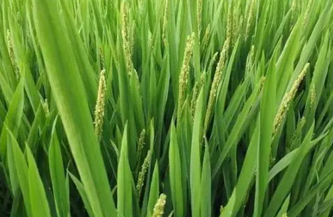 大规模种水稻赚钱吗？