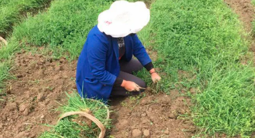 用什么方法除草效果好？