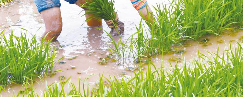 水稻秧苗怎么培育？