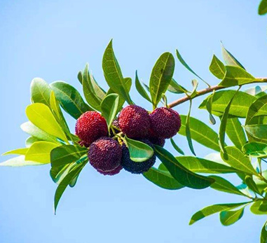杨梅种植时间和方法有哪些？