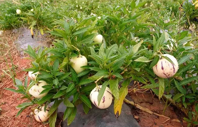 人参果种植前景和风险如何？