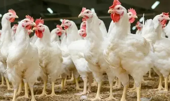 肉鸡养殖前景怎样？