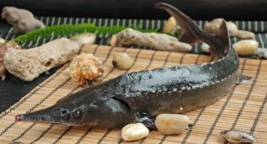 鲟鱼好不好养？