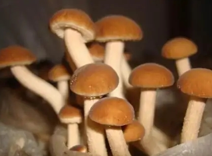影响食用菌生长的环境因素有哪些？