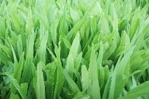 油麦菜什么时候种植最好？