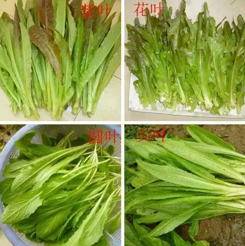 莴笋和油麦菜是一种菜吗？