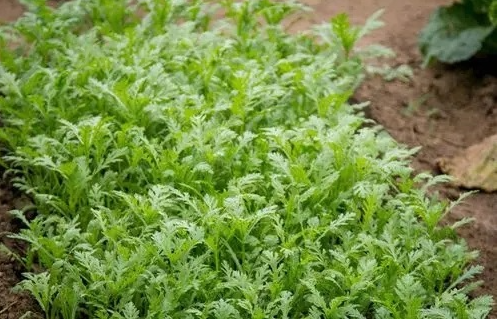 雪菜种植技术是什么？