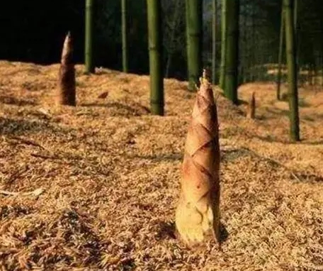 种植竹笋能赚钱吗？