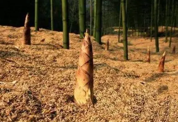 竹笋种植前景如何？