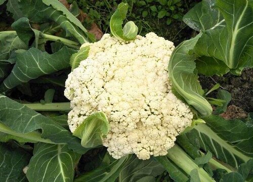 花椰菜种植成本多少？
