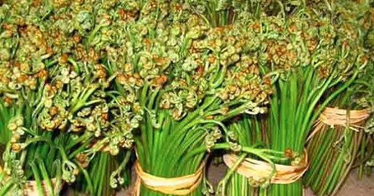 蕨菜可以种植吗？