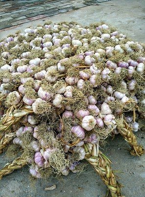 种大蒜挣钱吗?