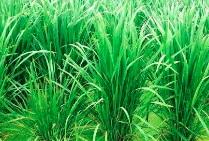 茭白种植一亩能出多少公斤？