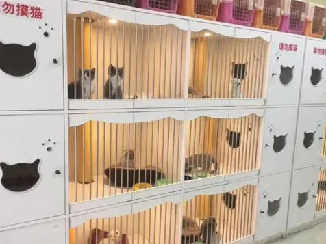 养宠物狗的成本需要多少？