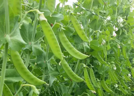 怎样种荷兰豆可以高产？