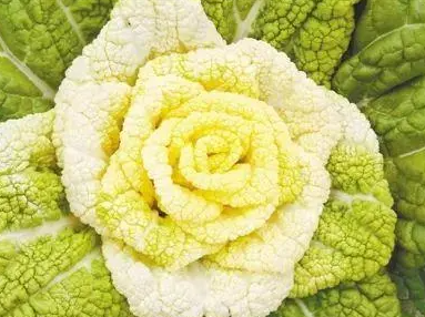 种白菜赚钱吗?