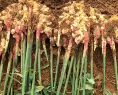 种植生姜有什么秘诀？