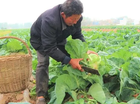 农村种菜有钱赚吗？