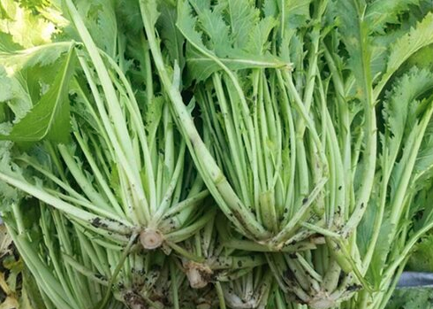 芥菜种植成本与利润如何？
