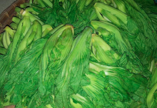 芥菜和梅菜是一种菜吗？