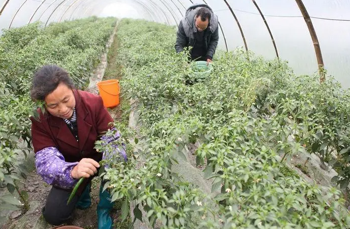 农村最有潜力种植项目是什么？