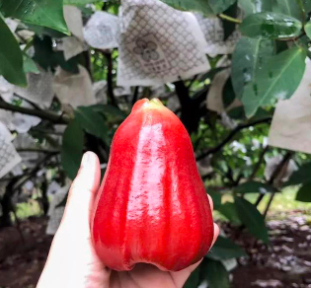 莲雾南方可以种植吗？