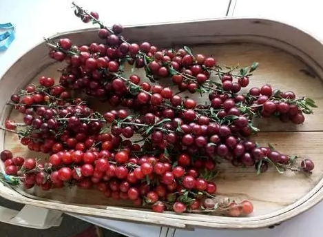 钙果种植前景真的很好吗?